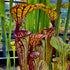 Sarracenia oreophila var. ornata - Sand Mountain, Georgia