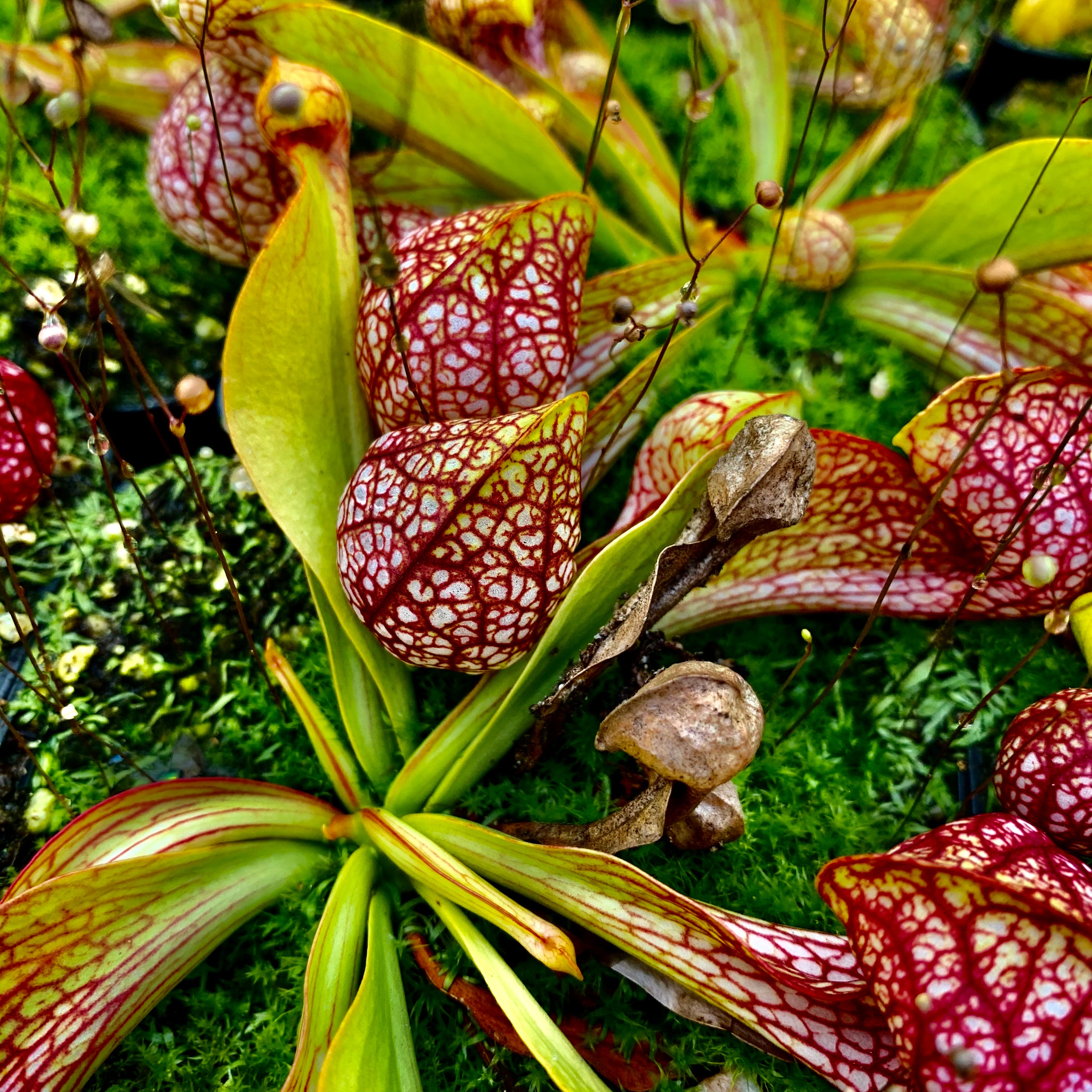 Sarracenia psittacina Collection