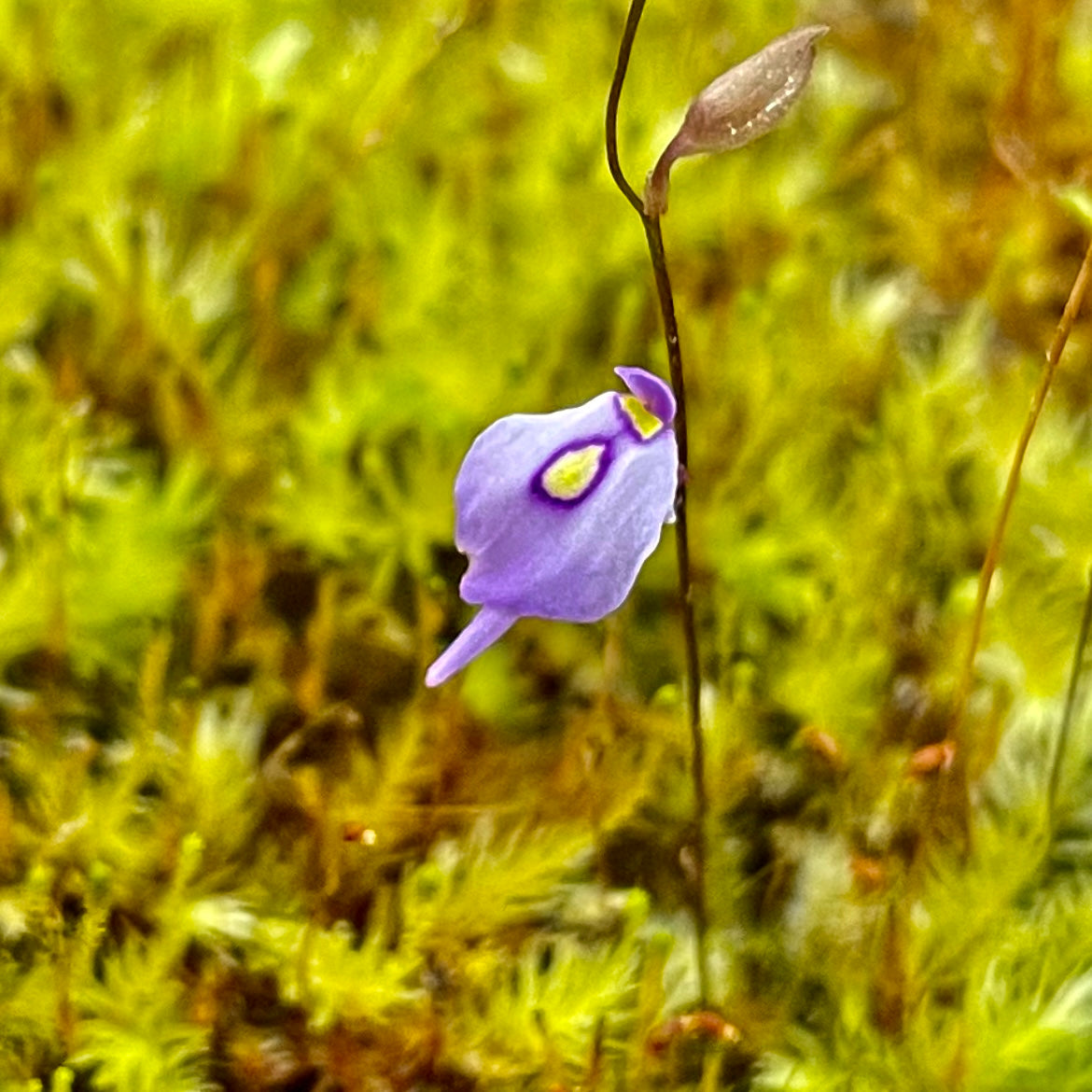 Utricularia pubescens