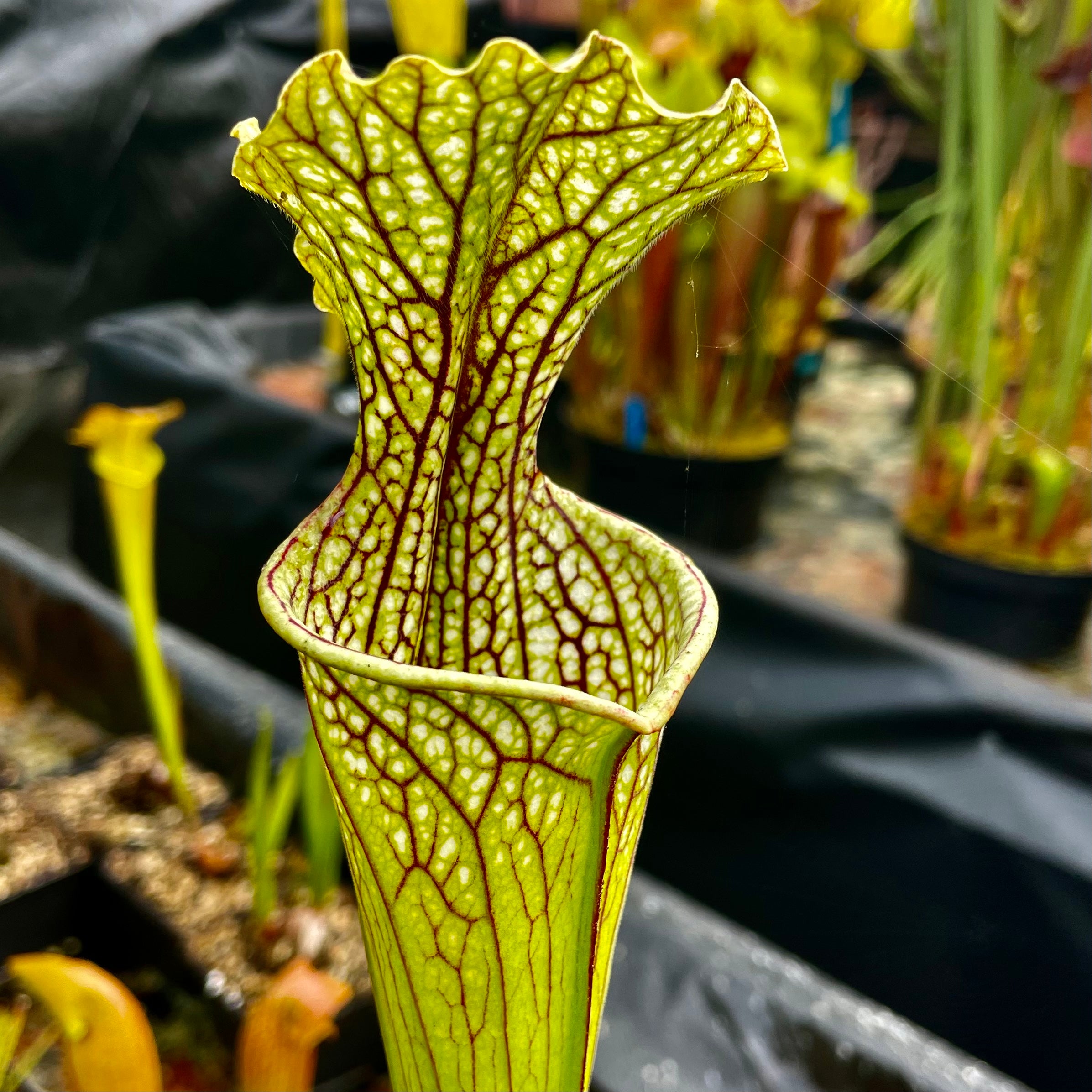 Sarracenia leucophylla x oreophila