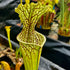 Sarracenia leucophylla x oreophila