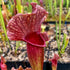 Sarracenia x mitchelliana - leucophylla x purpurea