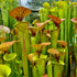 Sarracenia flava var. cuprea - Dark Copper Top