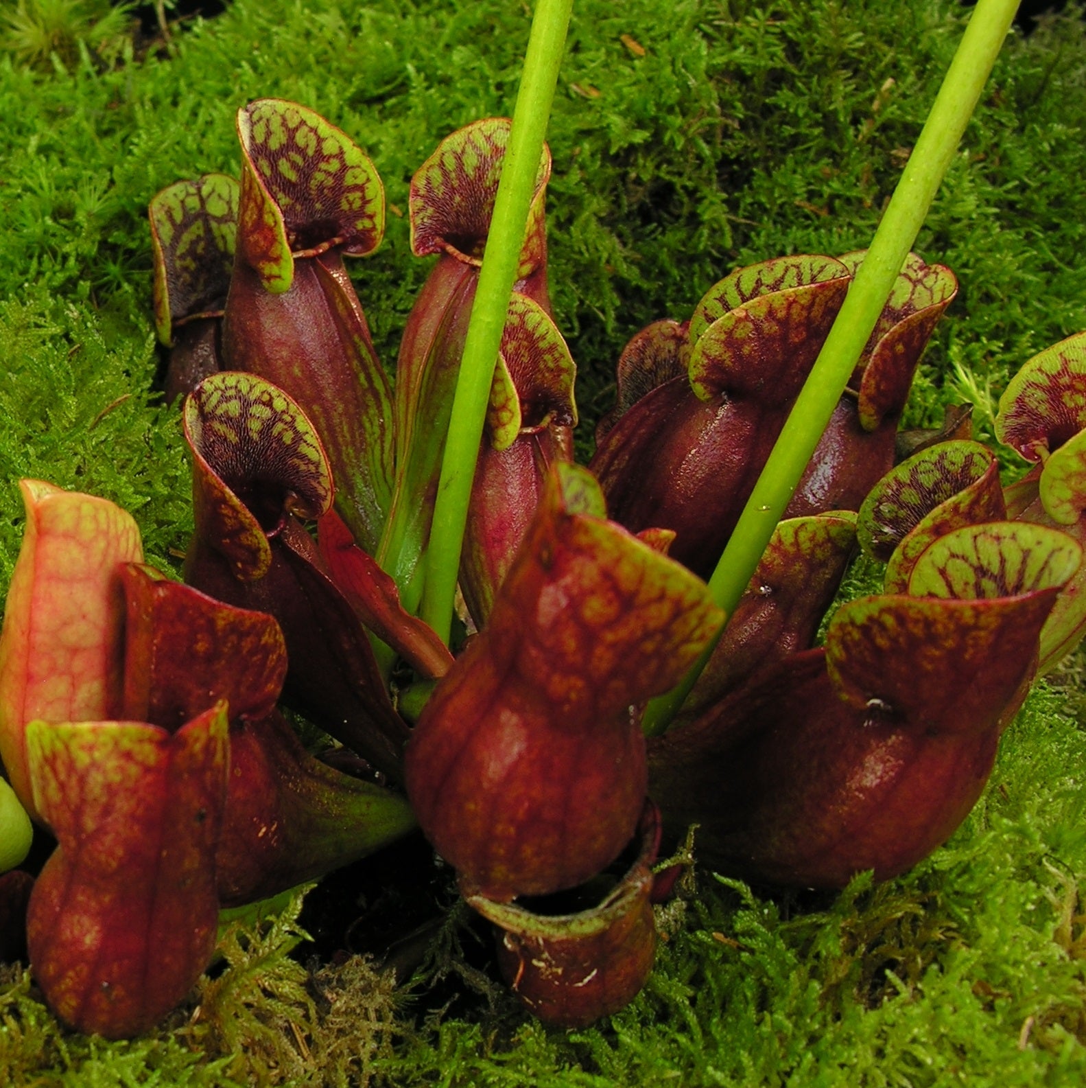 Sarracenia purpurea subsp. purpurea