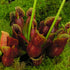 Sarracenia purpurea subsp. purpurea