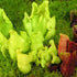 Sarracenia purpurea subsp. purpurea f. heterophylla