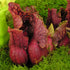 Sarracenia purpurea subsp. venosa