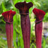 Sarracenia alata var. atrorubra - Red Tube, DeSoto National forest Park, Stone Co., Mississippi