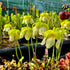 Sarracenia psittacina var. psittacina f. viridescens