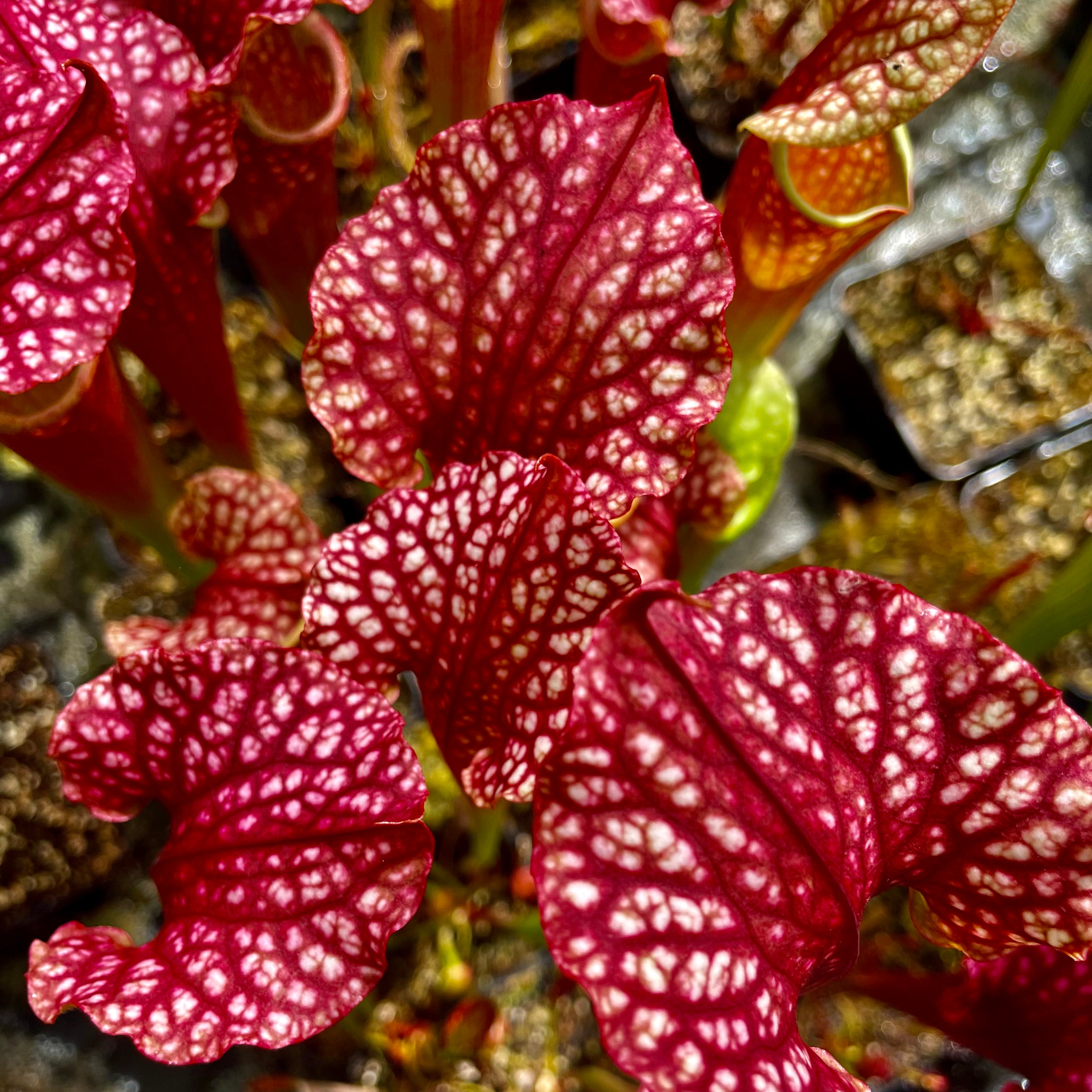 Sarracenia x moorei cv. ‘Max Rawlings’