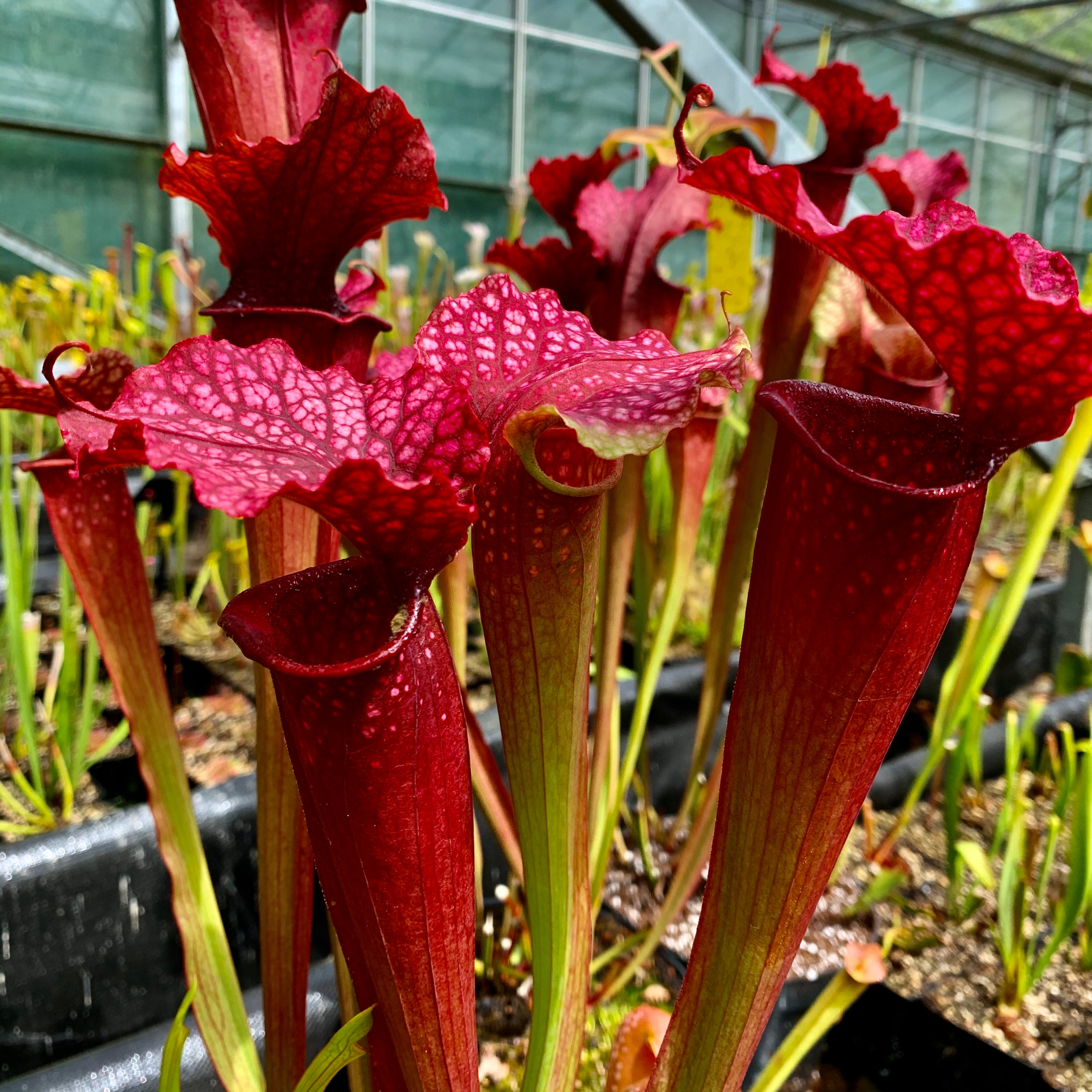 Sarracenia x moorei cv. ‘Max Rawlings’