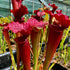 Sarracenia x moorei cv. ‘Max Rawlings’