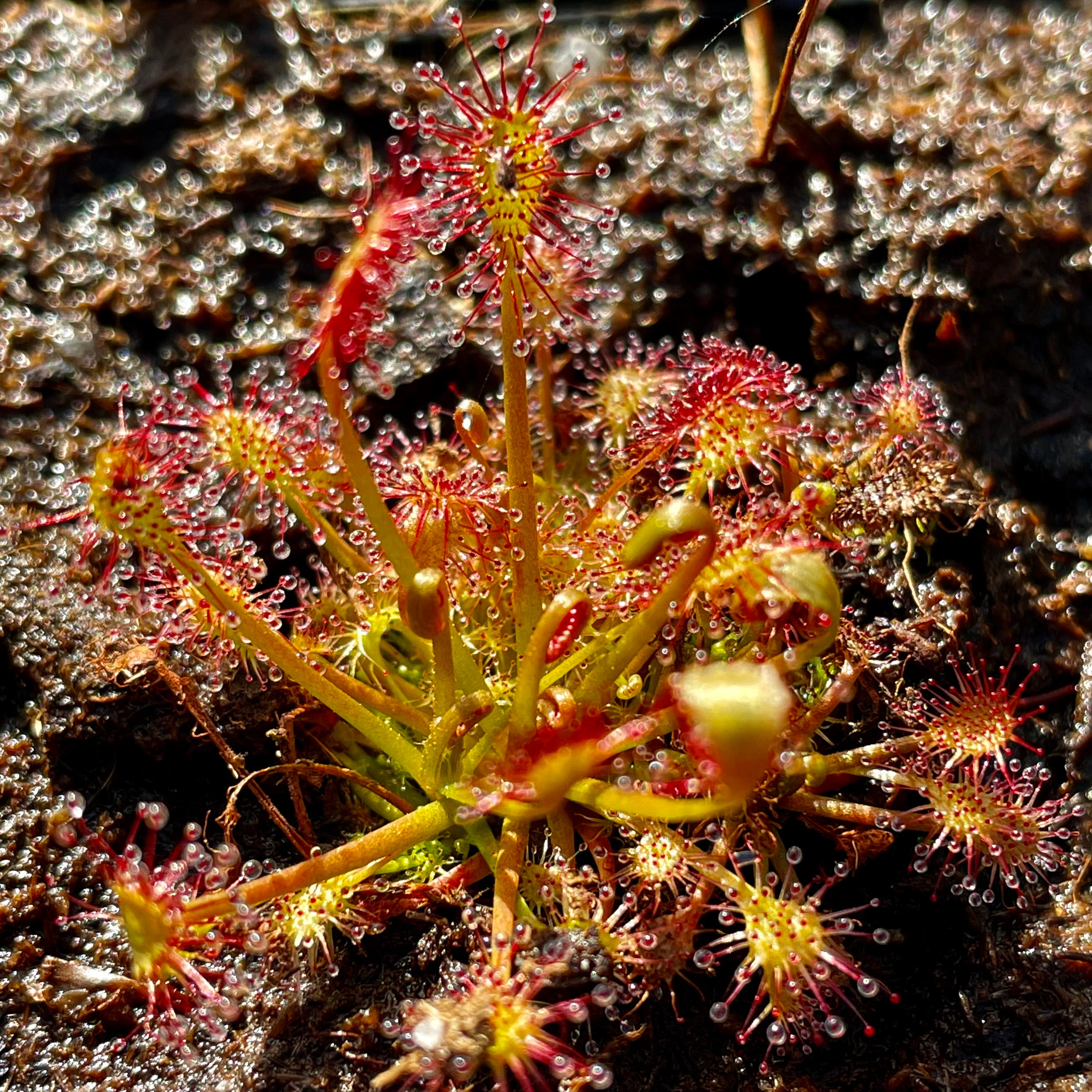 Drosera intermedia