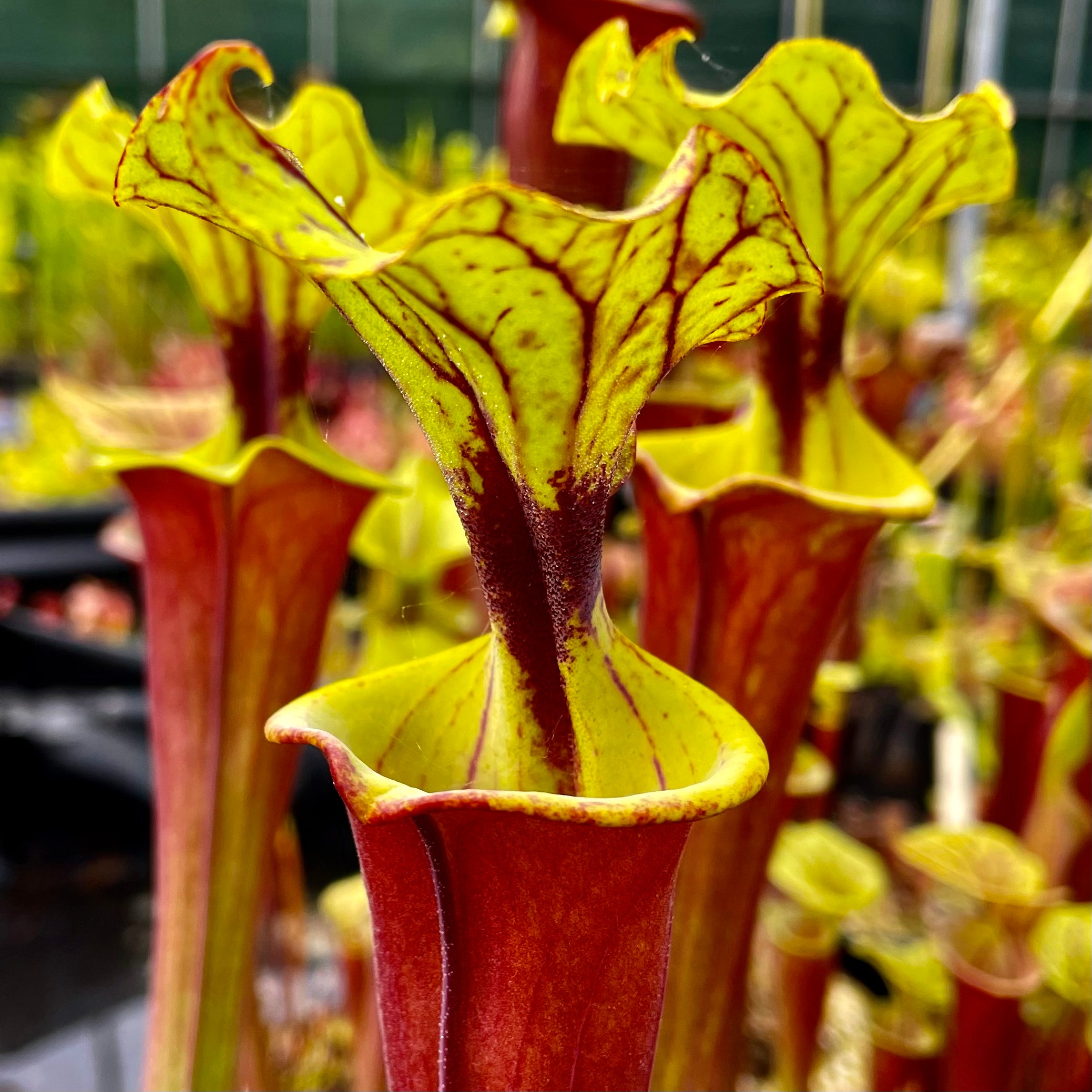 Sarracenia flava var. rubricorpora cv. 'Burgundy'