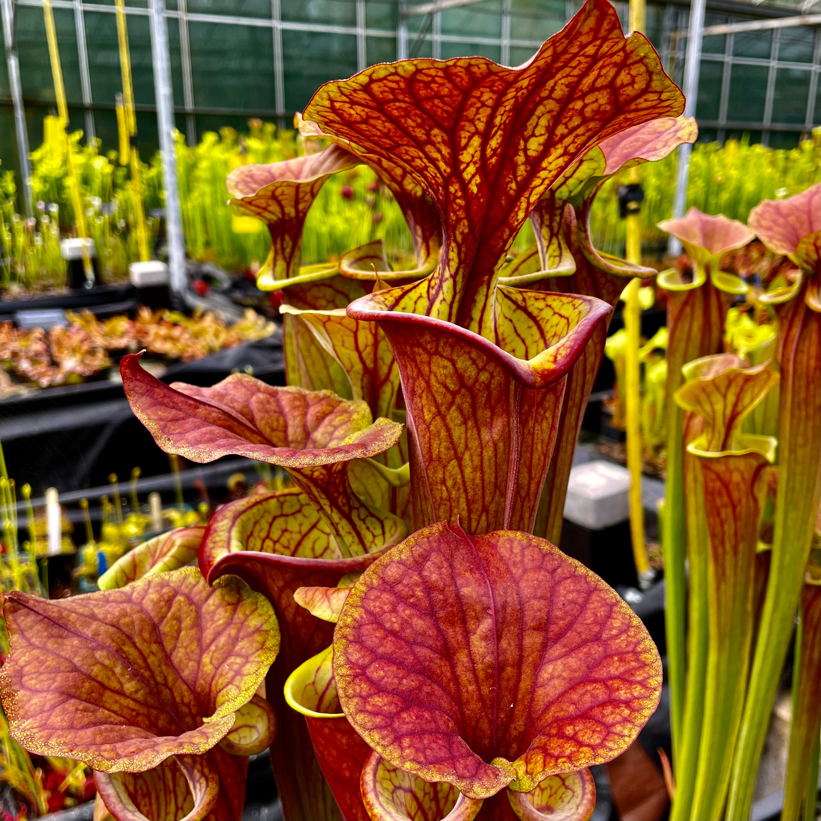 Sarracenia flava var atropurpurea - Blackwater, Florida