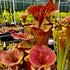 Sarracenia flava var atropurpurea - Blackwater, Florida