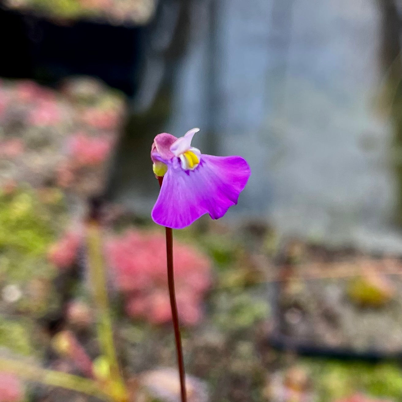 Utricularia uniflora - Australia