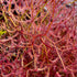 Drosera binata var. multifida f. extrema - Pink Flower