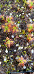 Drosera verrucata - Fish Track Road