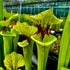 Sarracenia x moorei - flava x leucophylla