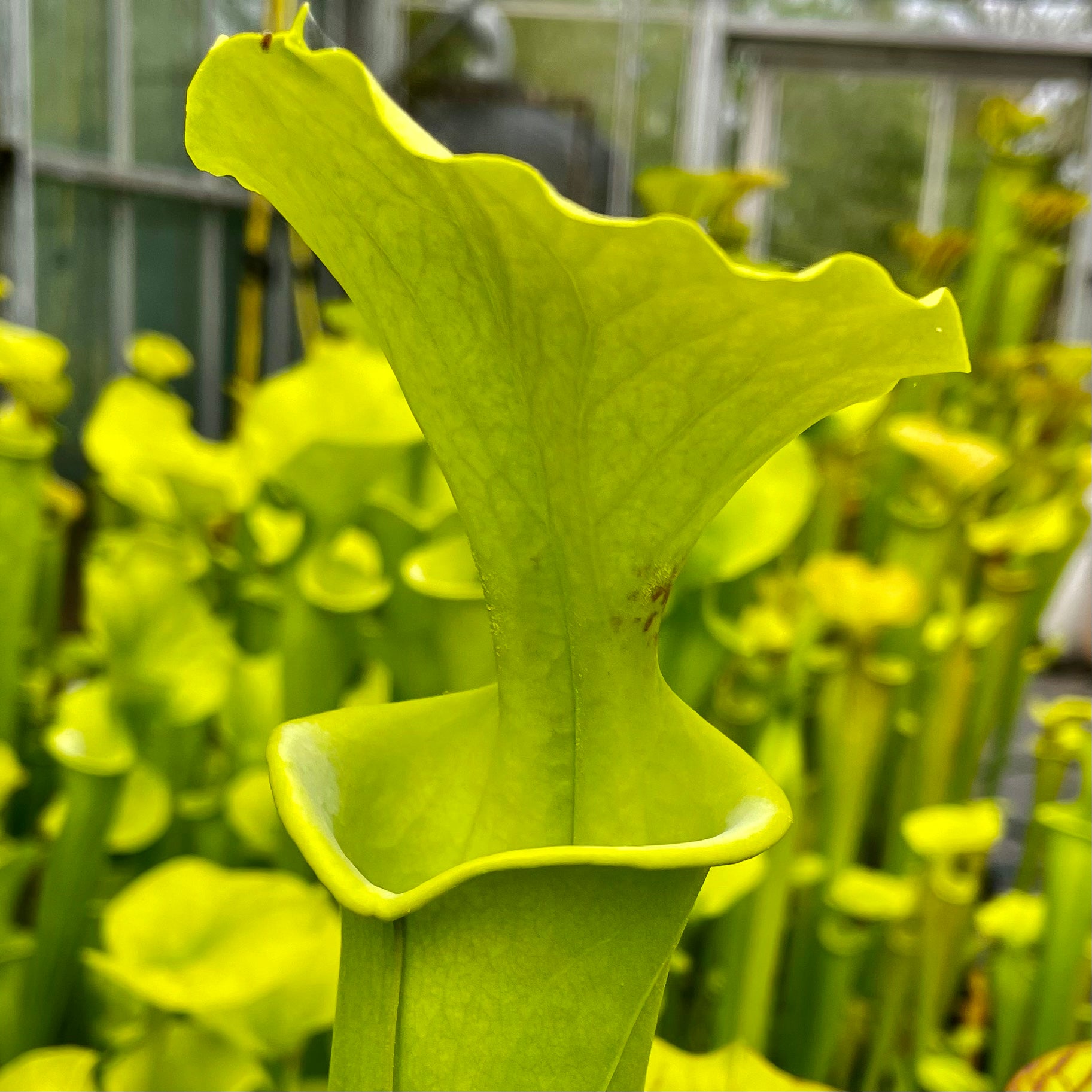 Sarracenia flava var. maxima – Giant Stocky Form