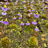 Utricularia bisquamata cv. ‘Betty’s Bay’ - South Africa