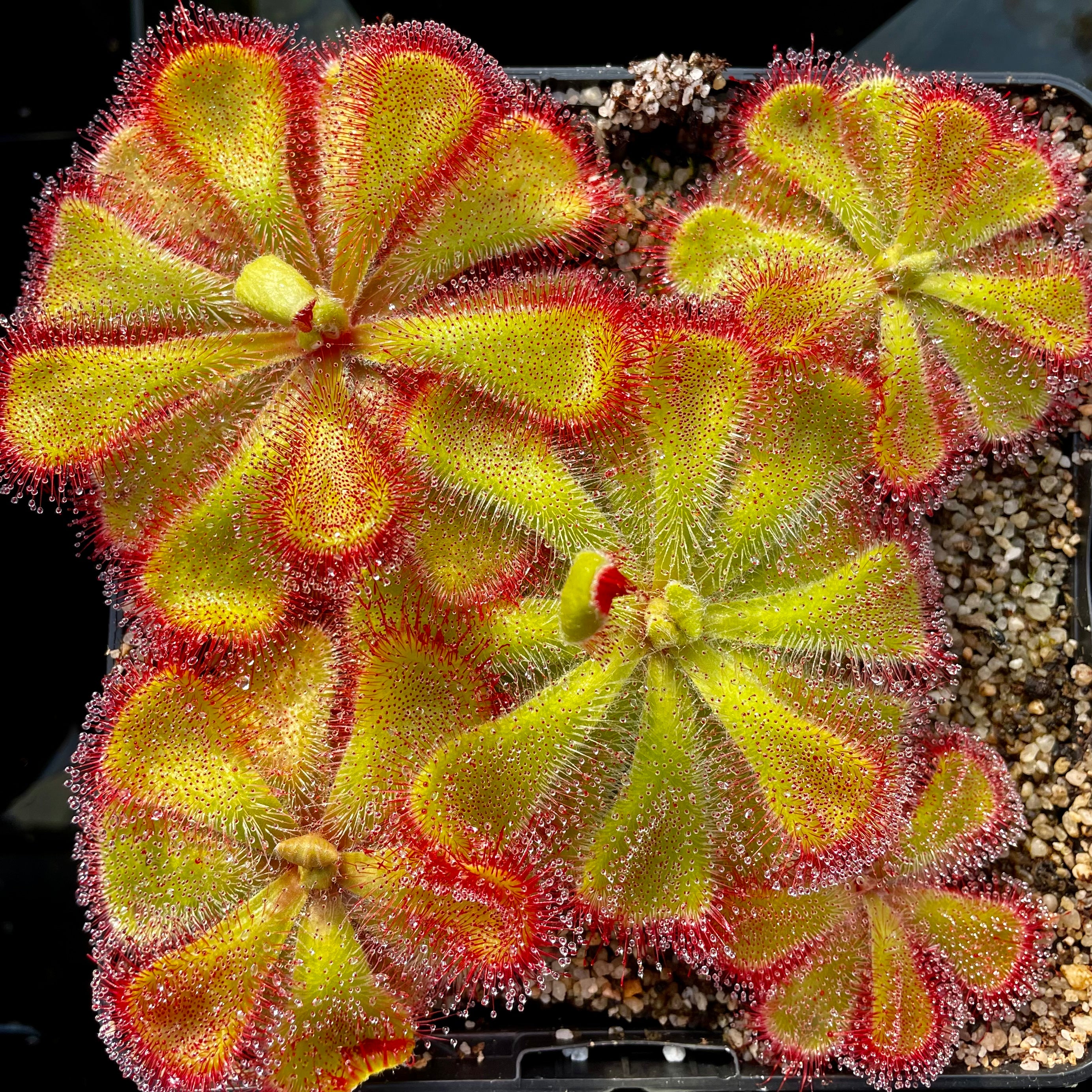 Drosera cuneifolia - Cape Peninsular