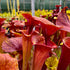 Sarracenia flava var. atropurpurea - Sumatra, Liberty Co., Florida