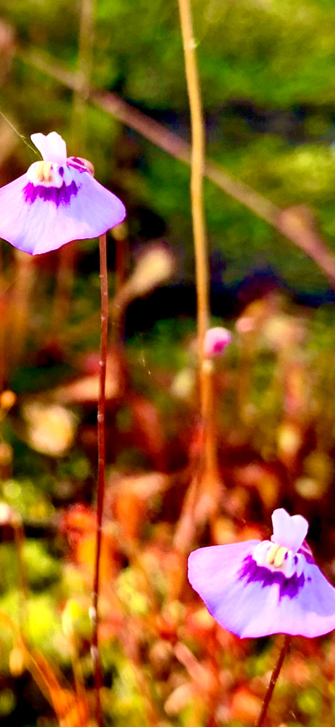 Utricularia uniflora - Australia