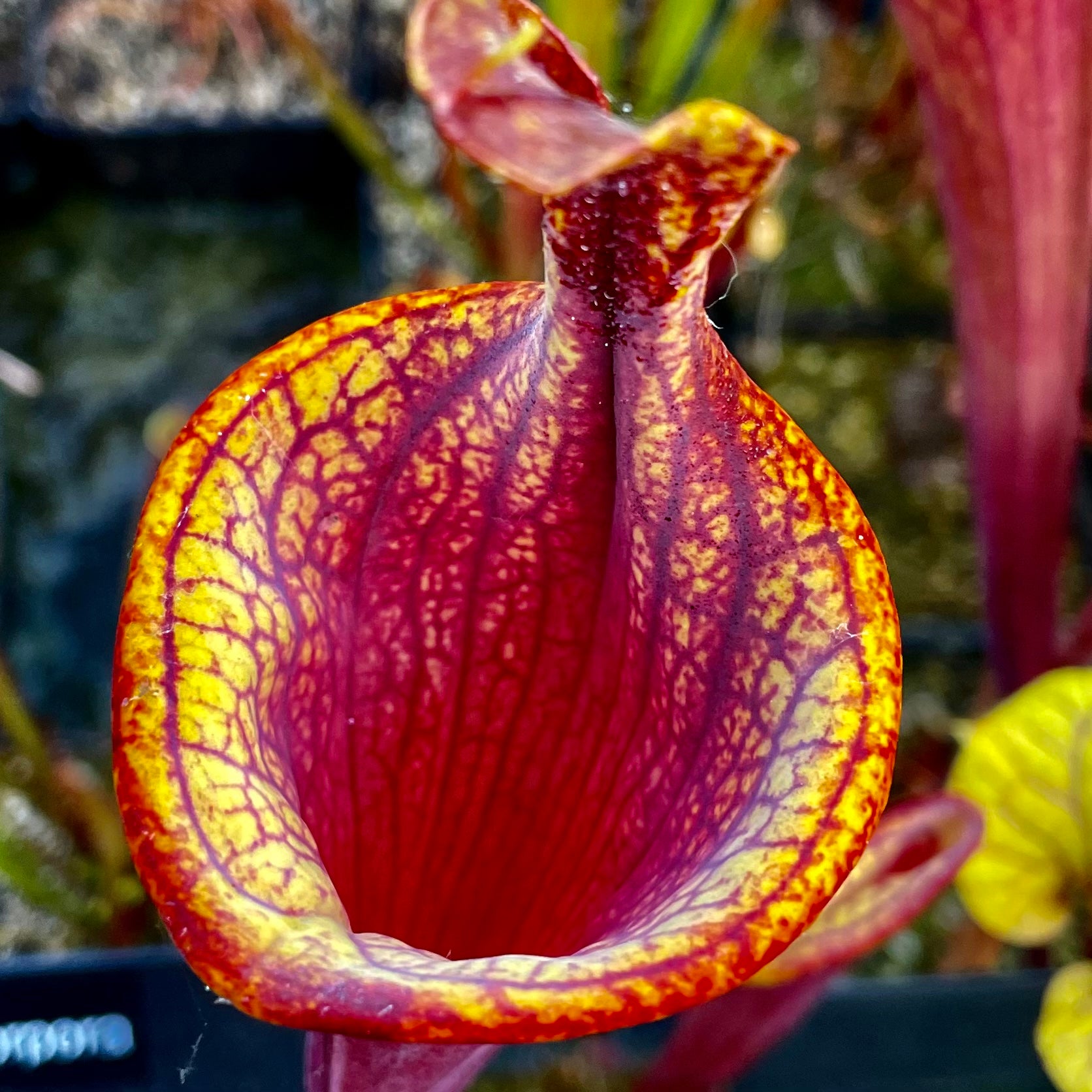 Sarracenia flava var. rubricorpora - Lidless form