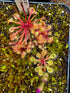 Drosera collinsiae - Usutu River, Swaziland