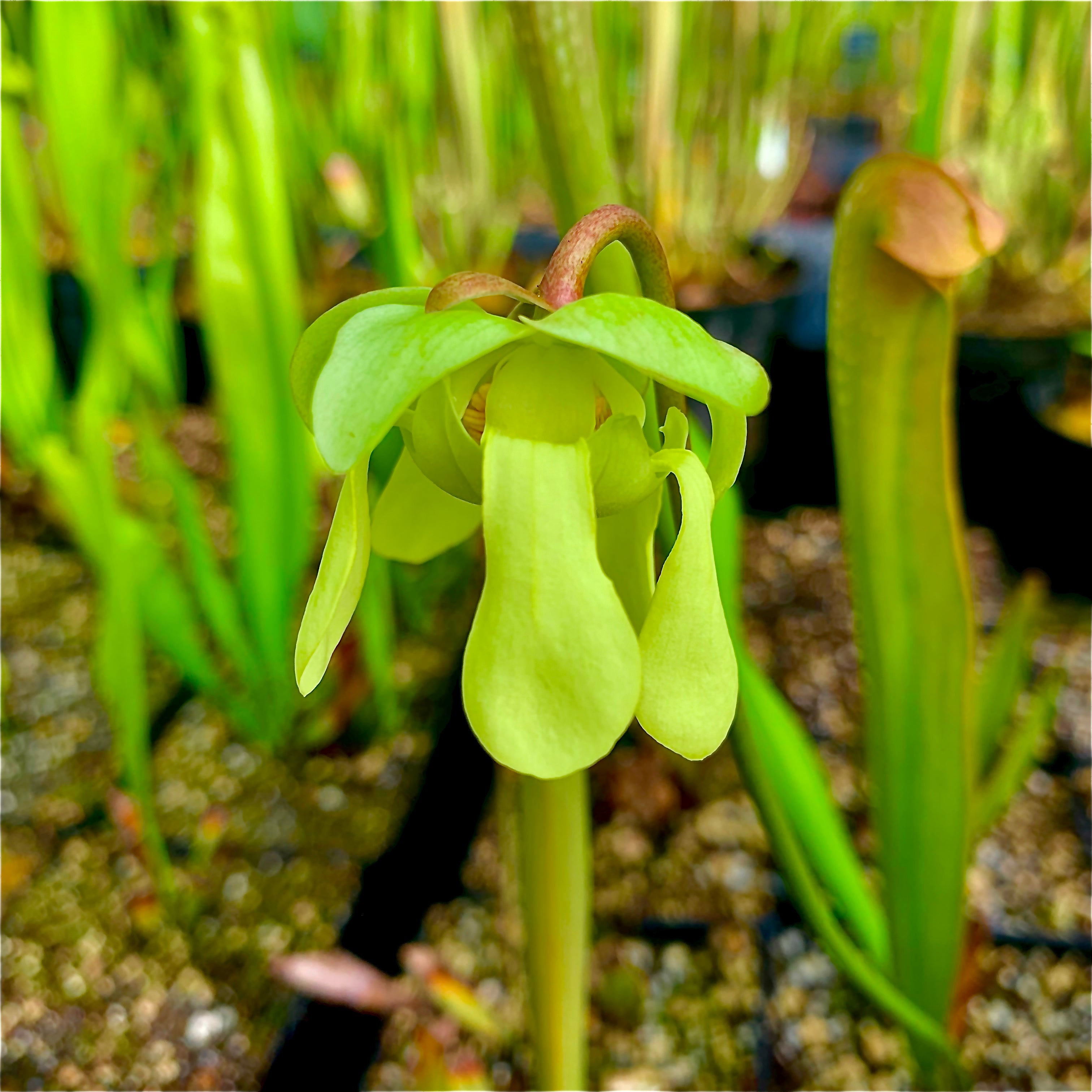 Sarracenia minor var. okeefenokeensis – Waycross, Ware Co., Georgia