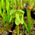 Sarracenia minor var. okeefenokeensis – Waycross, Ware Co., Georgia