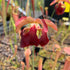 Sarracenia rubra subsp. wherryi – Chatom Giant, Chatom, Washington Co., Alabama