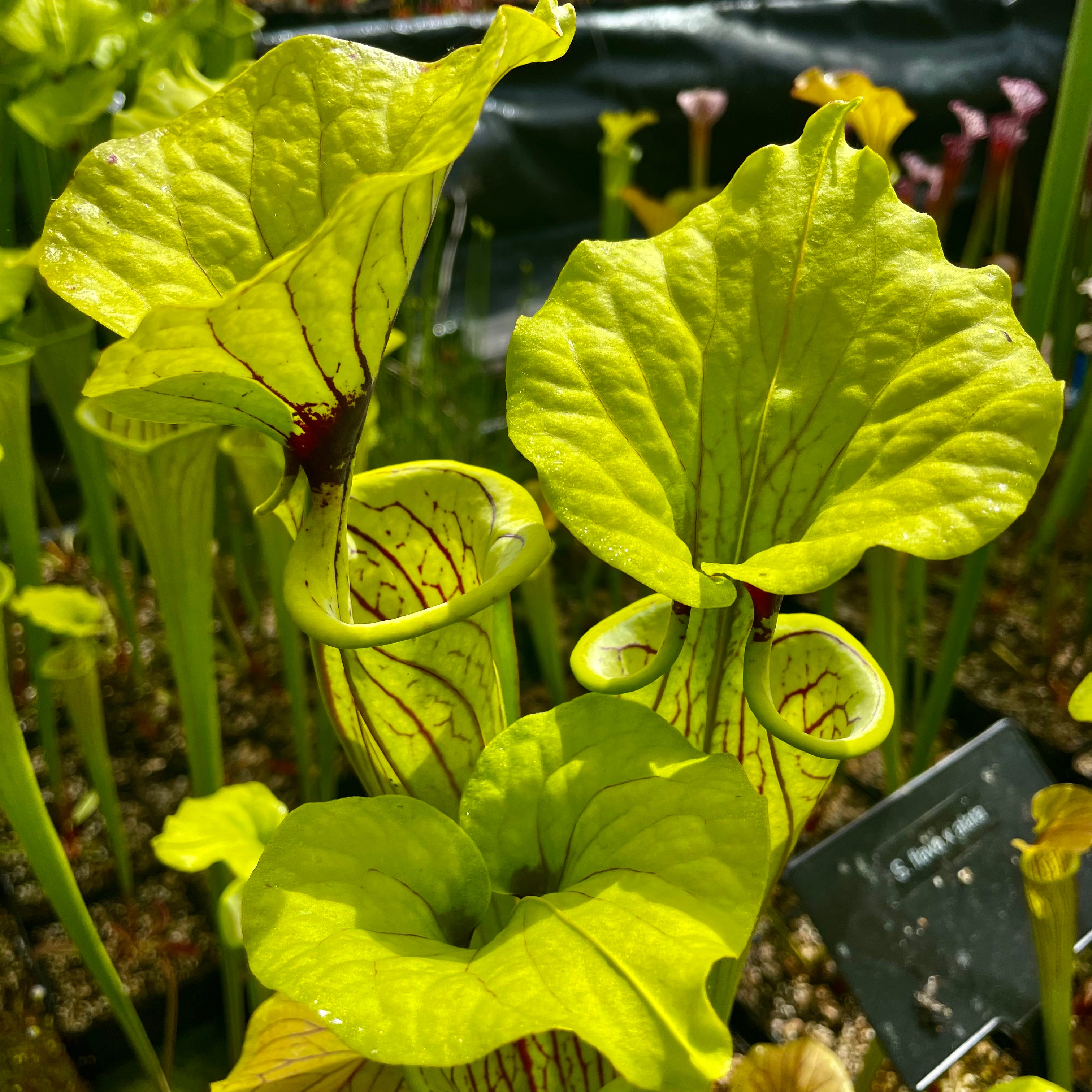 Sarracenia flava x oreophila