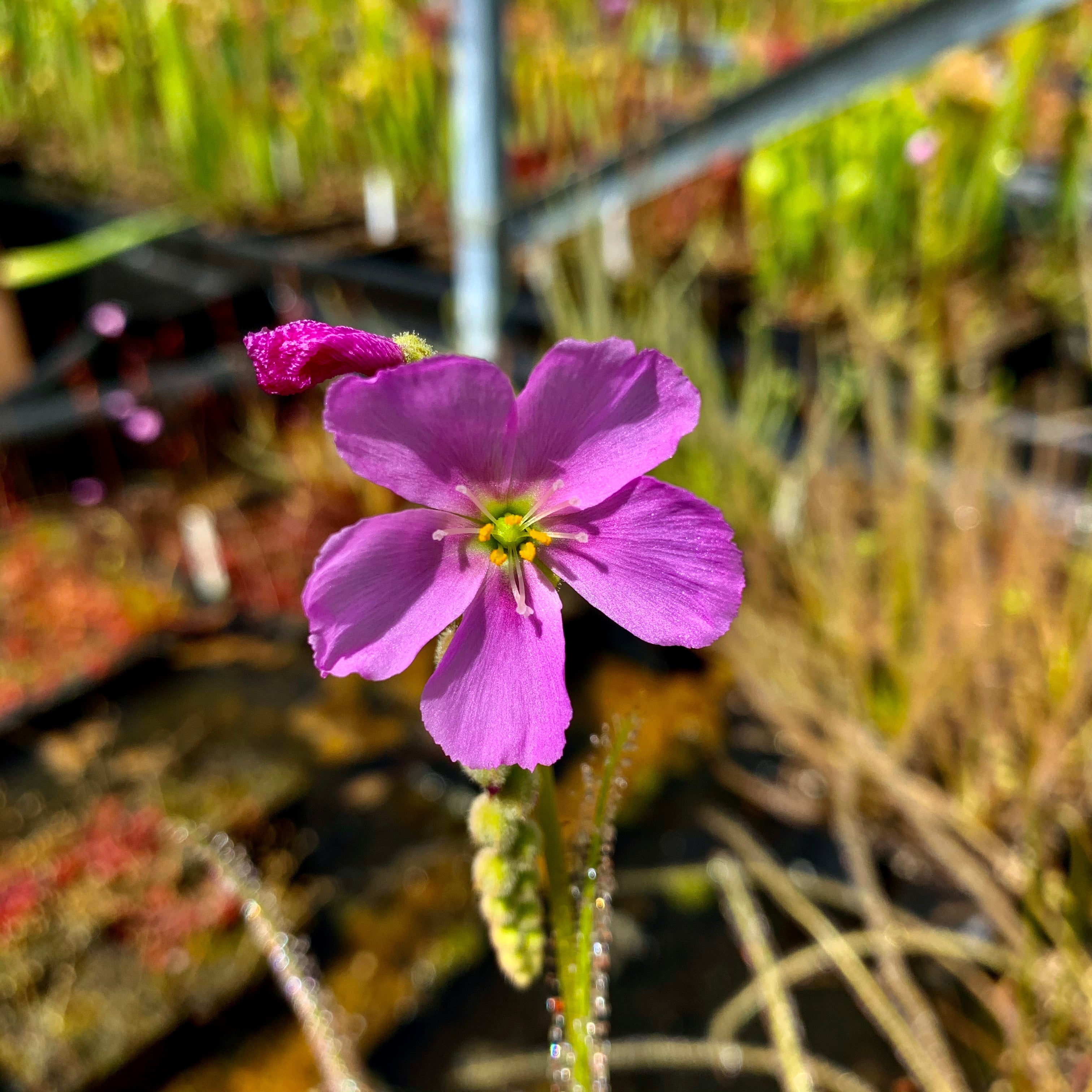 Drosera filiformis var. filiformis - Florida Giant