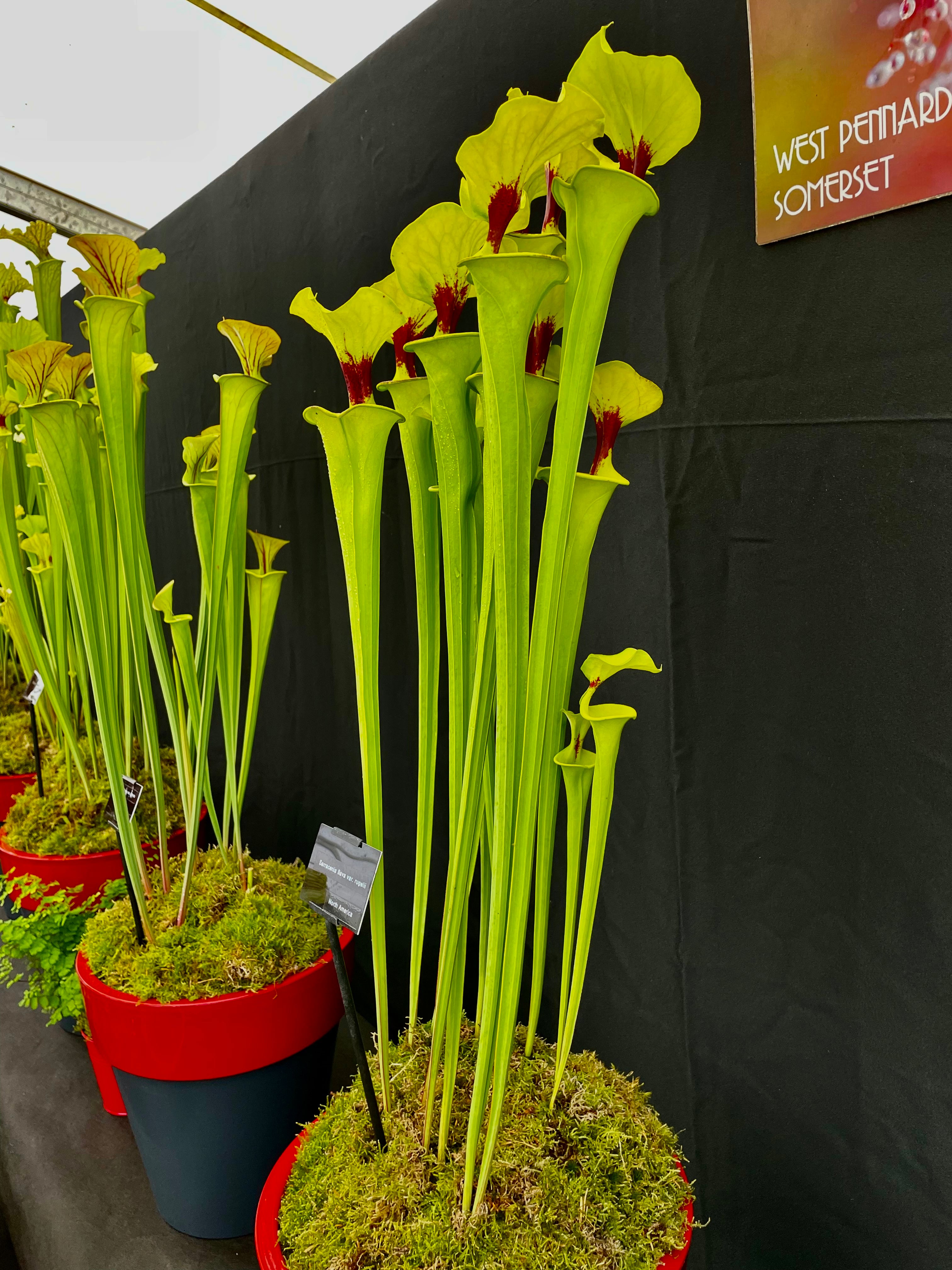 Sarracenia flava var rugelii - Very Tall