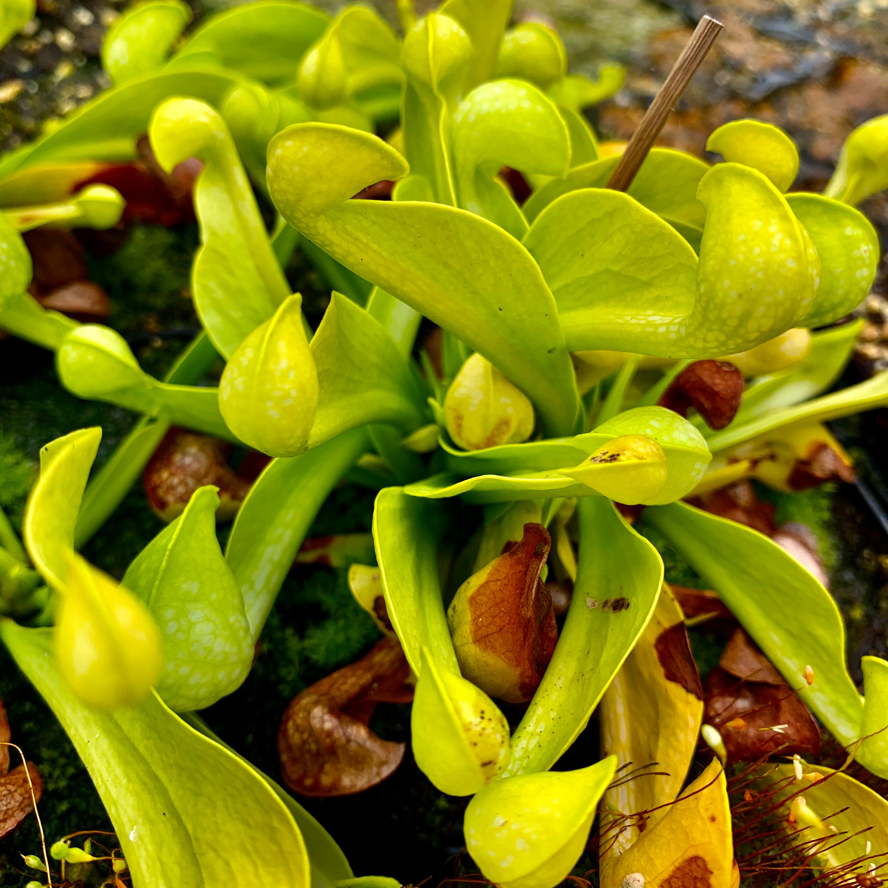 Sarracenia psittacina var. psittacina f. viridescens - Alabama