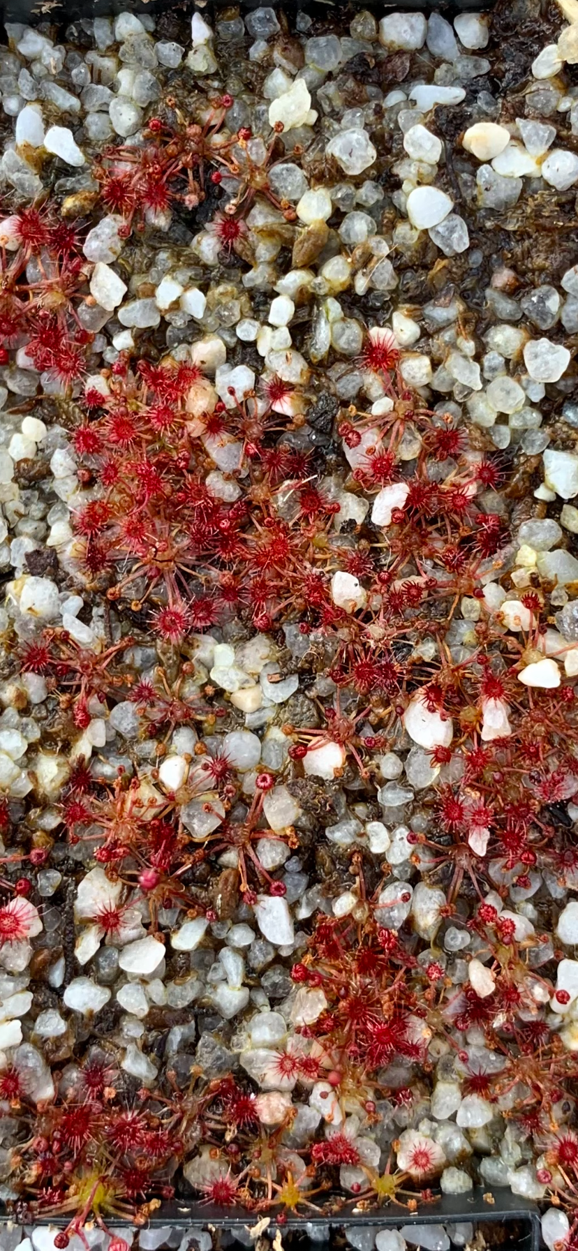 Drosera microscapa