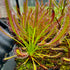 Drosera capensis - Matroosberg, Hex River Mountains, South Africa