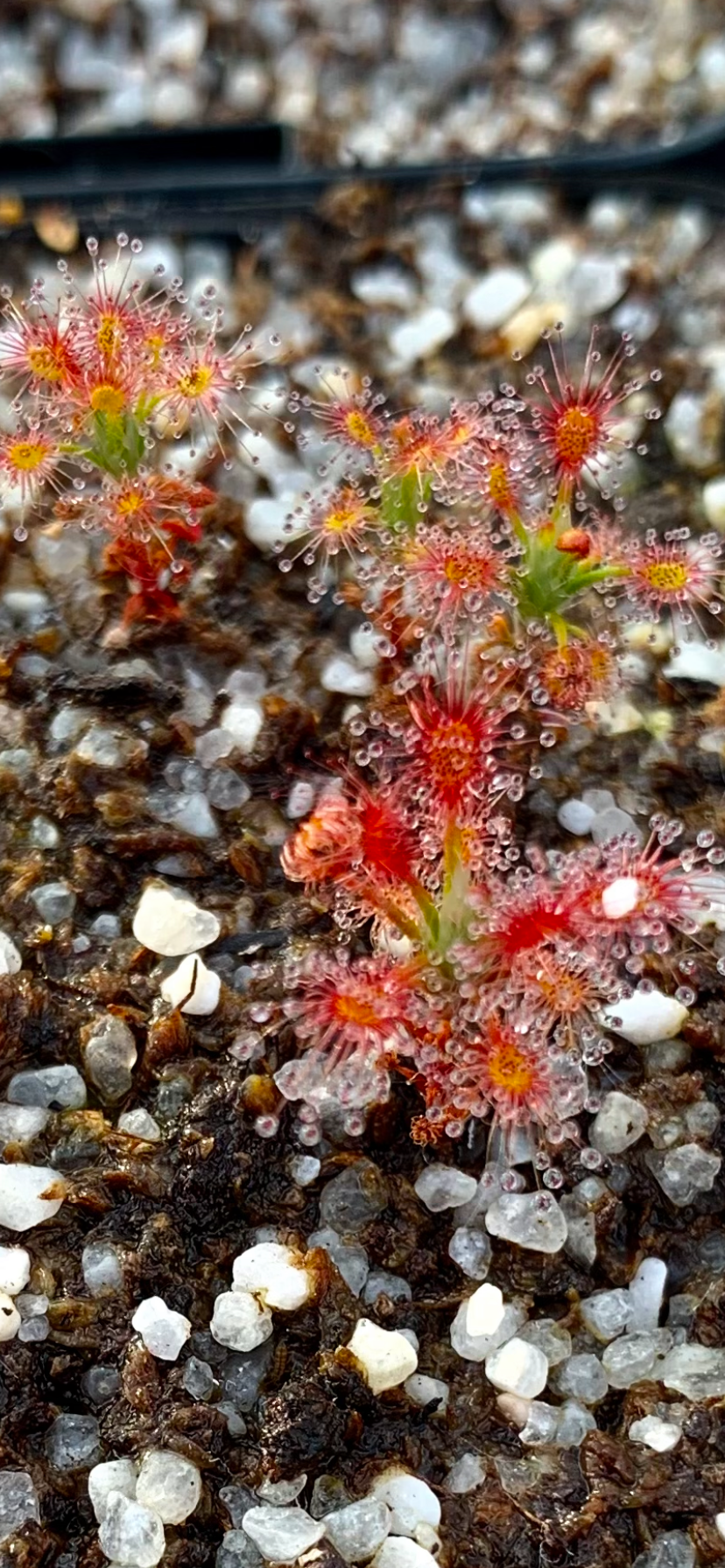 Drosera verrucata