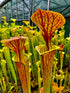 Sarracenia flava var. cuprea - Slender, Heavy Veins, Green Swamp, NC