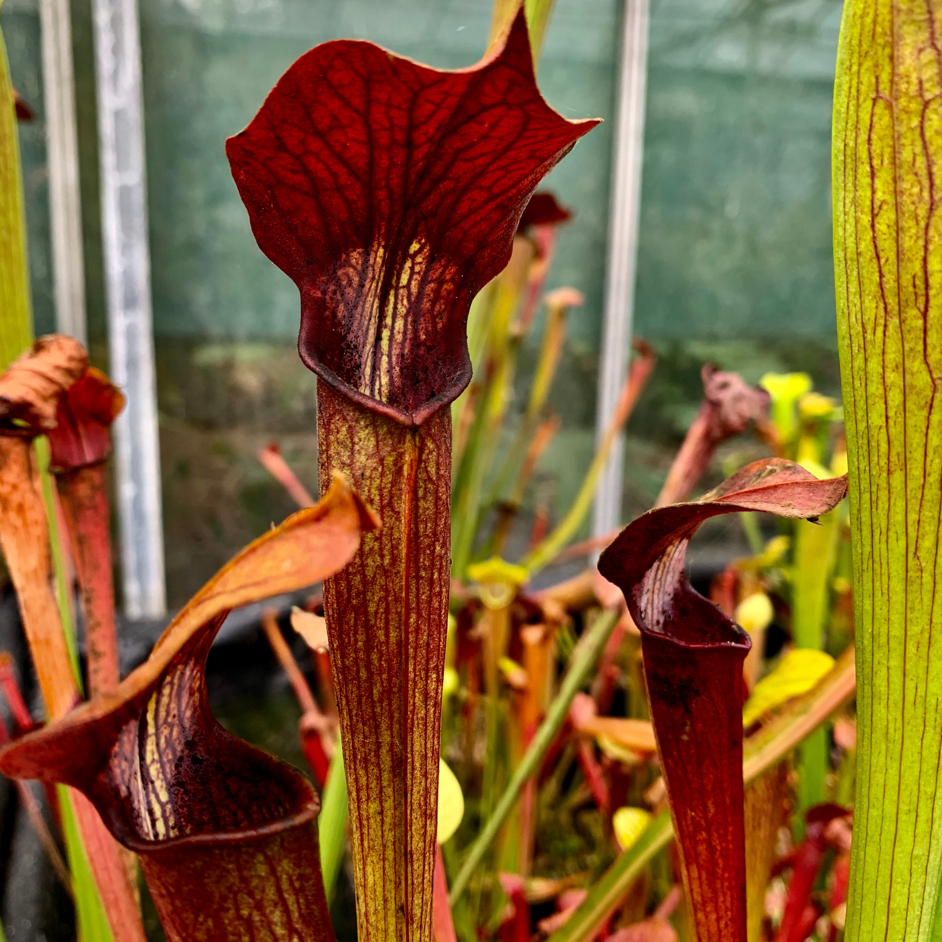 Sarracenia alata var. rubrioperculata - Interstate 16/12, DeSoto, Stone Co., Mississippi