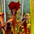 Sarracenia alata var. rubrioperculata - Interstate 16/12, DeSoto, Stone Co., Mississippi