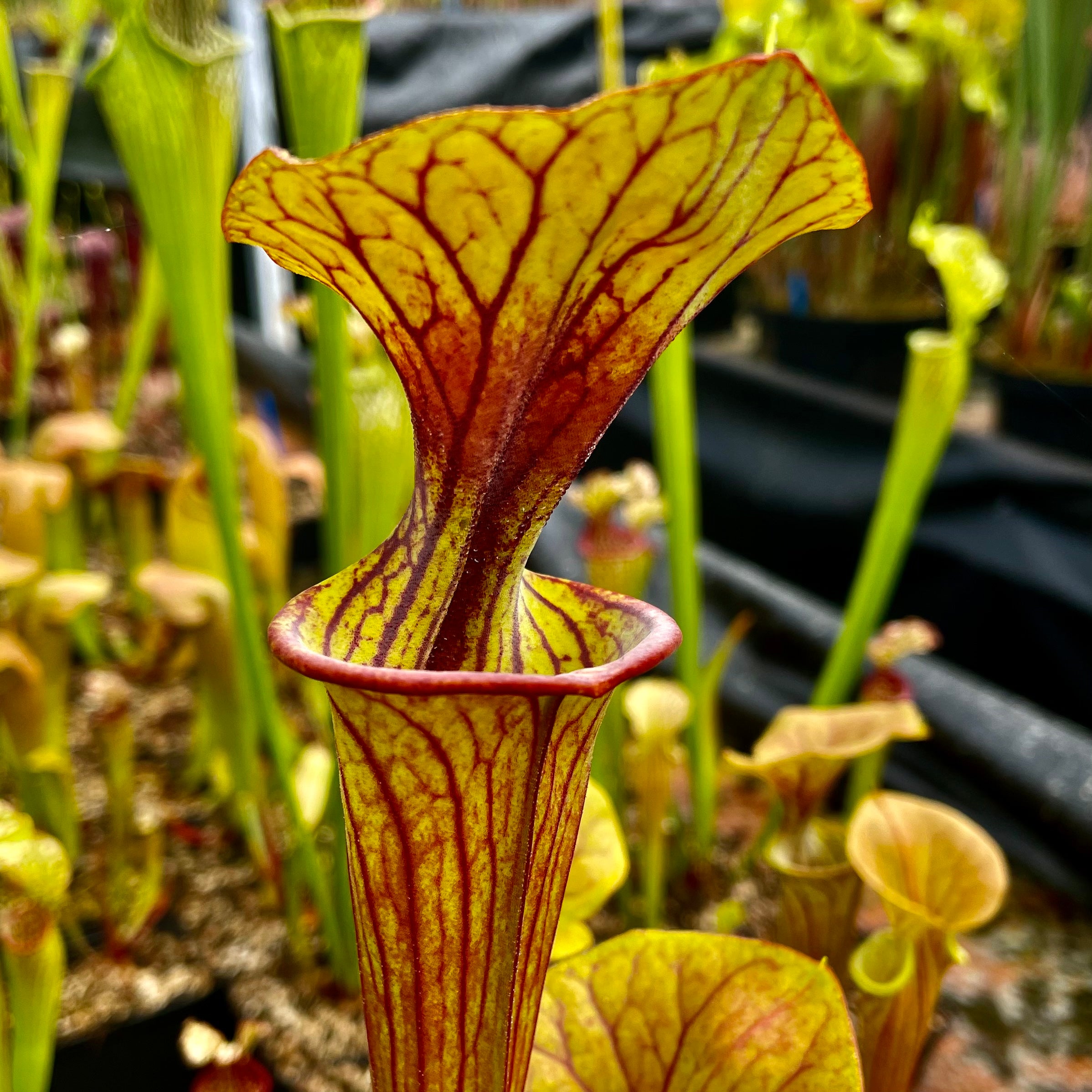 Sarracenia x popei