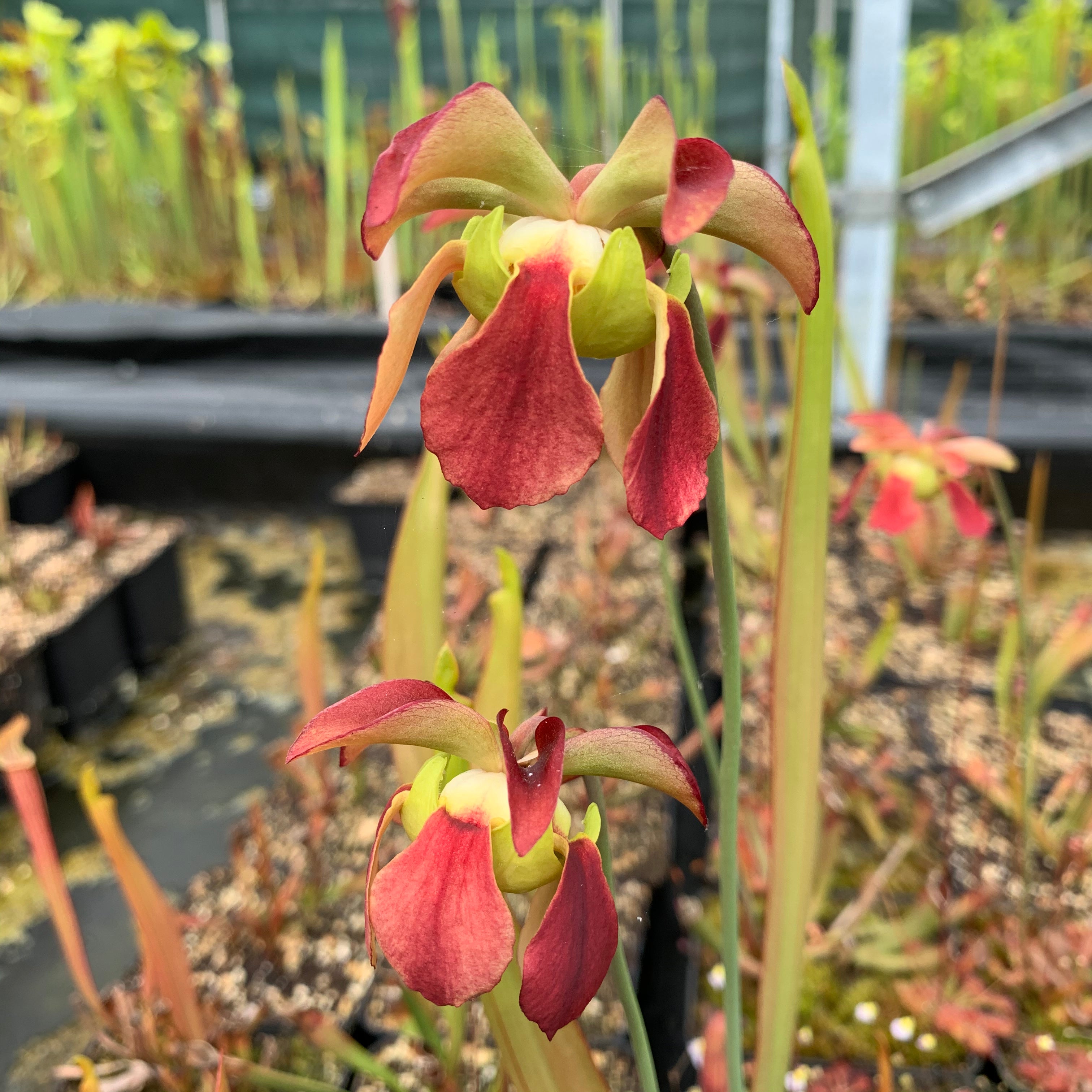 Sarracenia rubra subsp. gulfensis – Crestview, Okaloosa Co., Florida