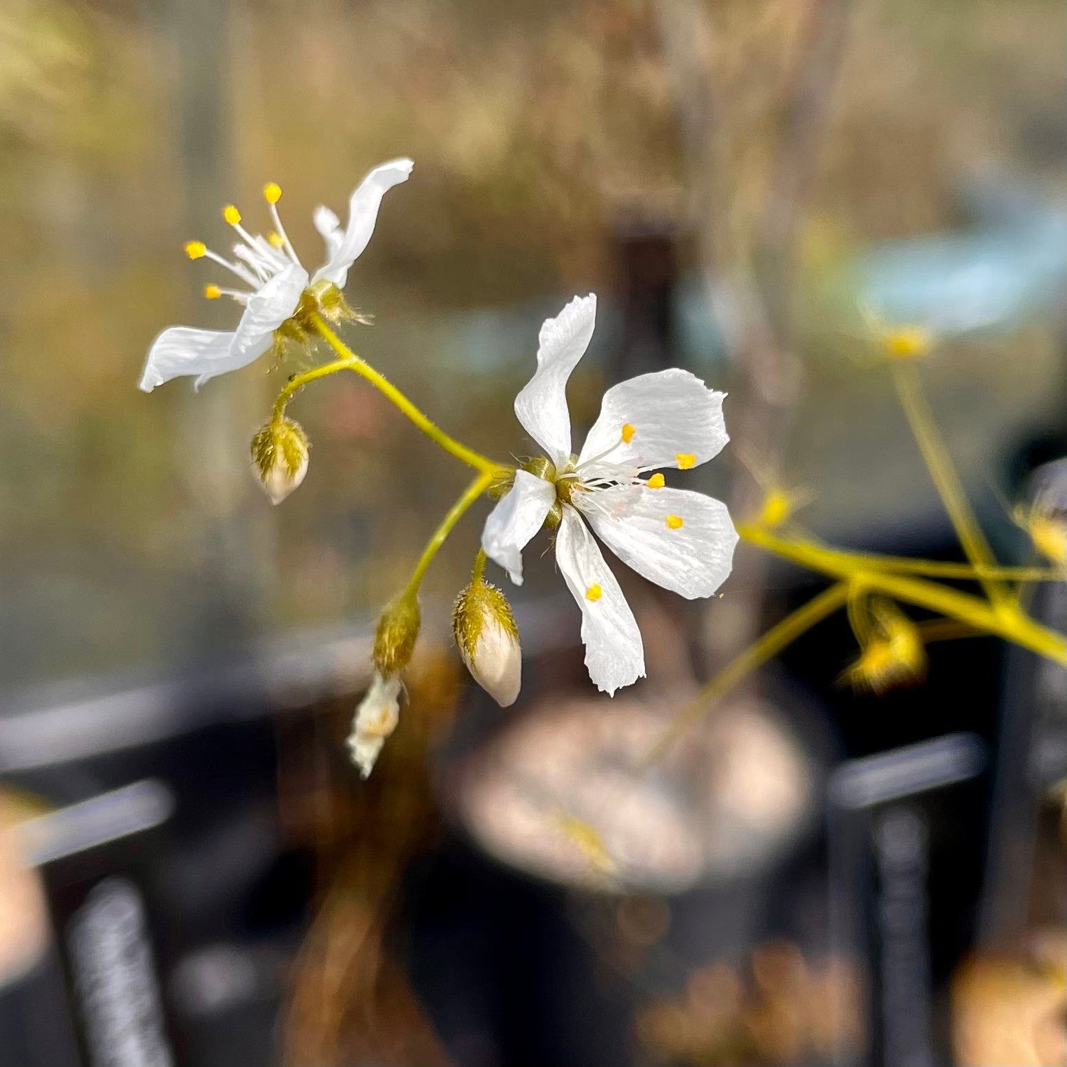 Drosera modesta