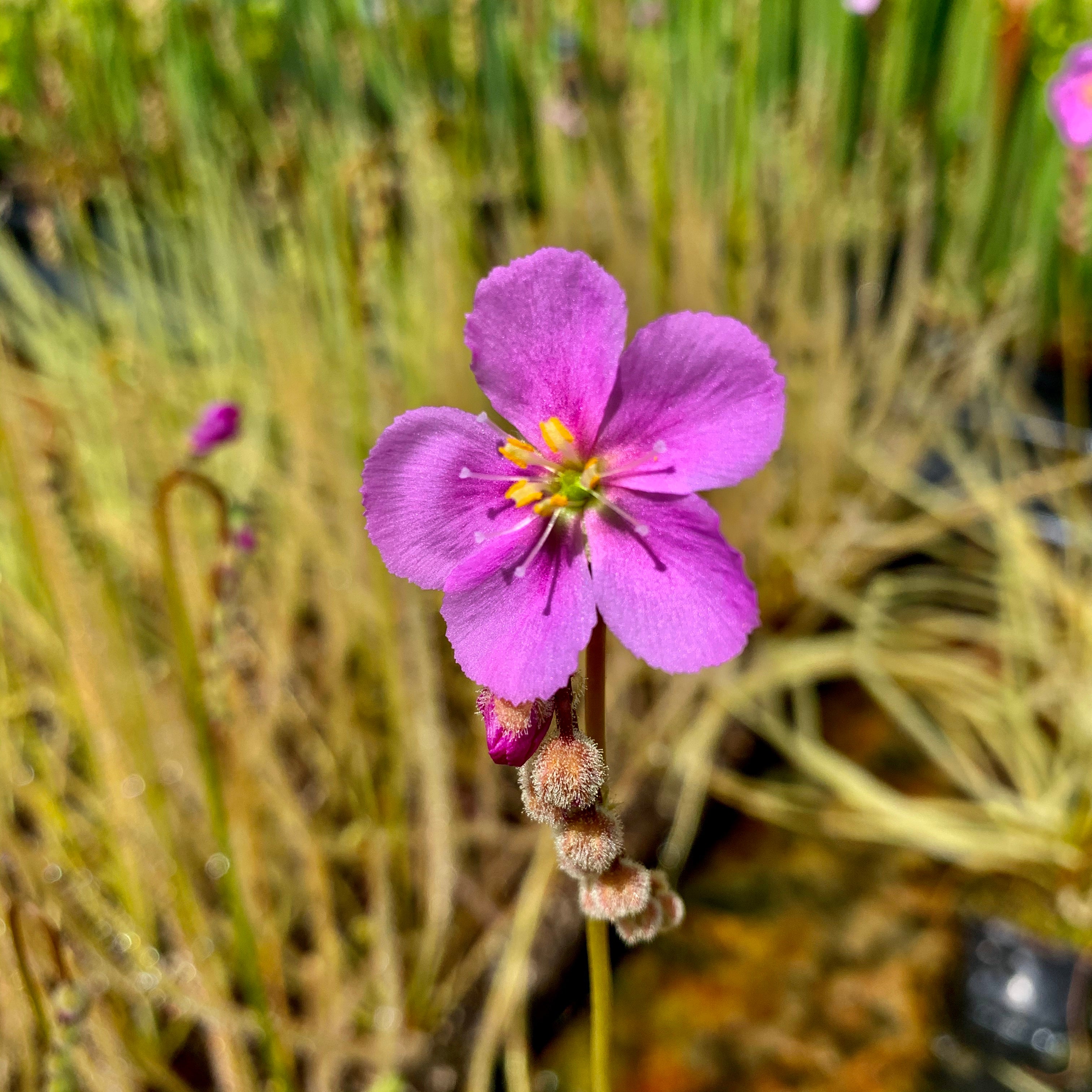 Drosera tracyi - Munson, Santa Rosa Co., Florida