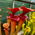 Sarracenia flava var. atropurpurea - Sumatra, Liberty Co., Florida