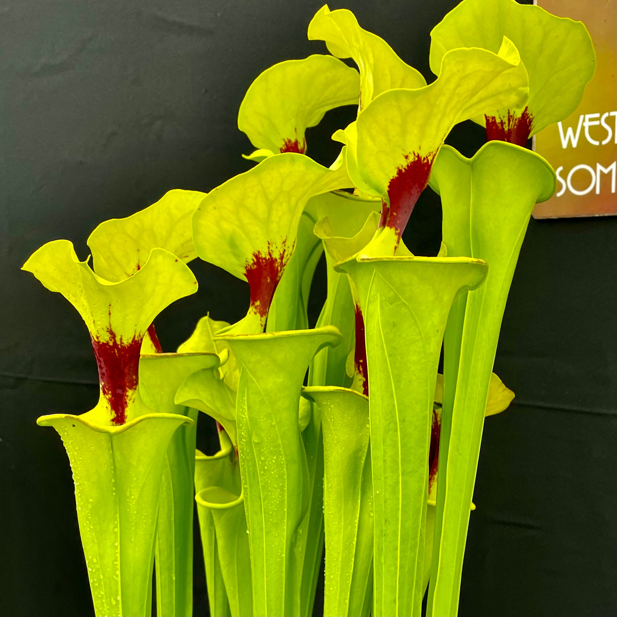 Sarracenia flava var rugelii - Very Tall